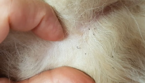 Ismerd meg a kutyák leggyakoribb bőrbetegségeit