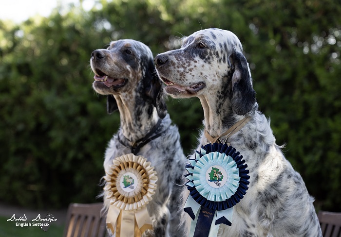 Dotted Domino Angol szetter kennel