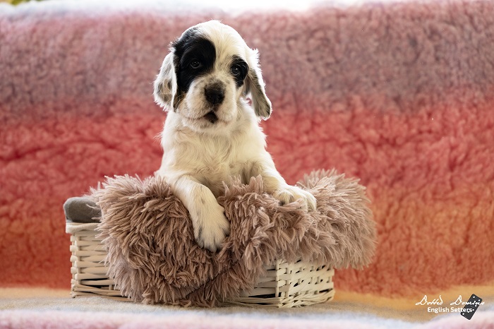 Dotted Domino Angol szetter kennel