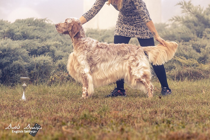 Dotted Domino Angol szetter kennel