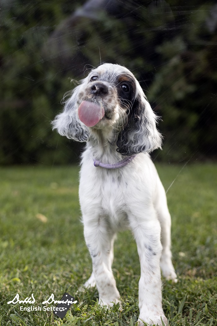 Dotted Domino Angol szetter kennel