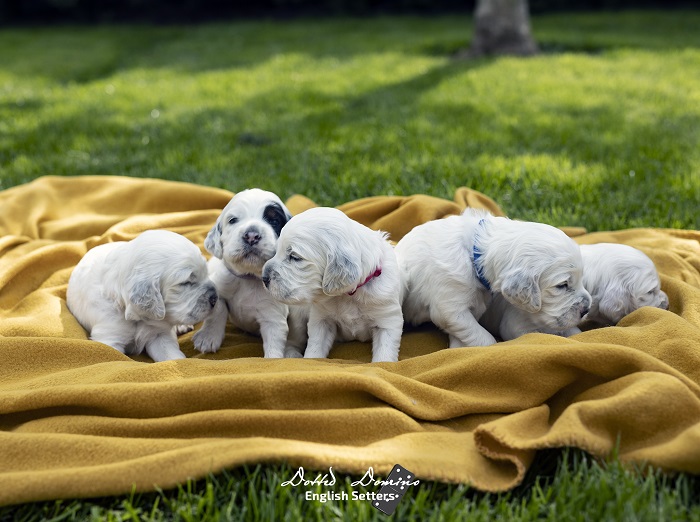 Dotted Domino Angol szetter kennel