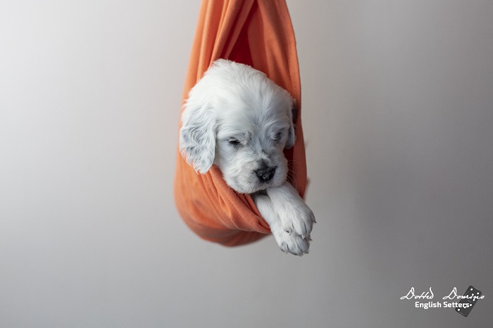 Dotted Domino Angol szetter kennel