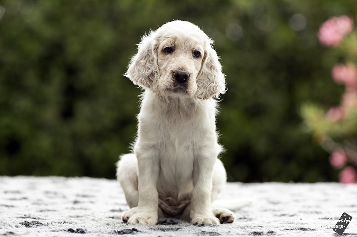 Dotted Domino Angol szetter kennel