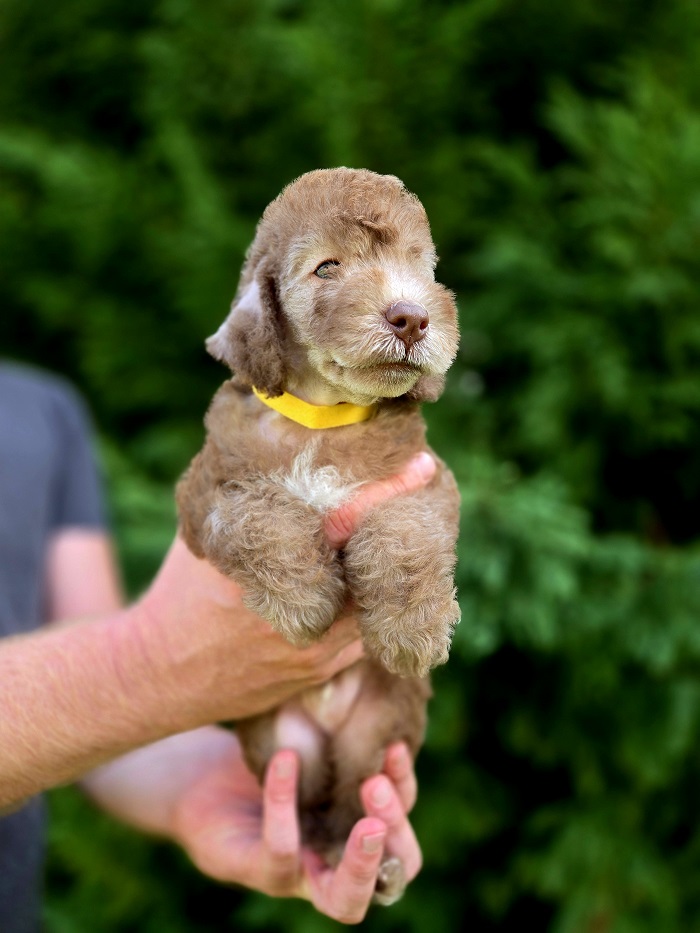 Bedlington Terrier