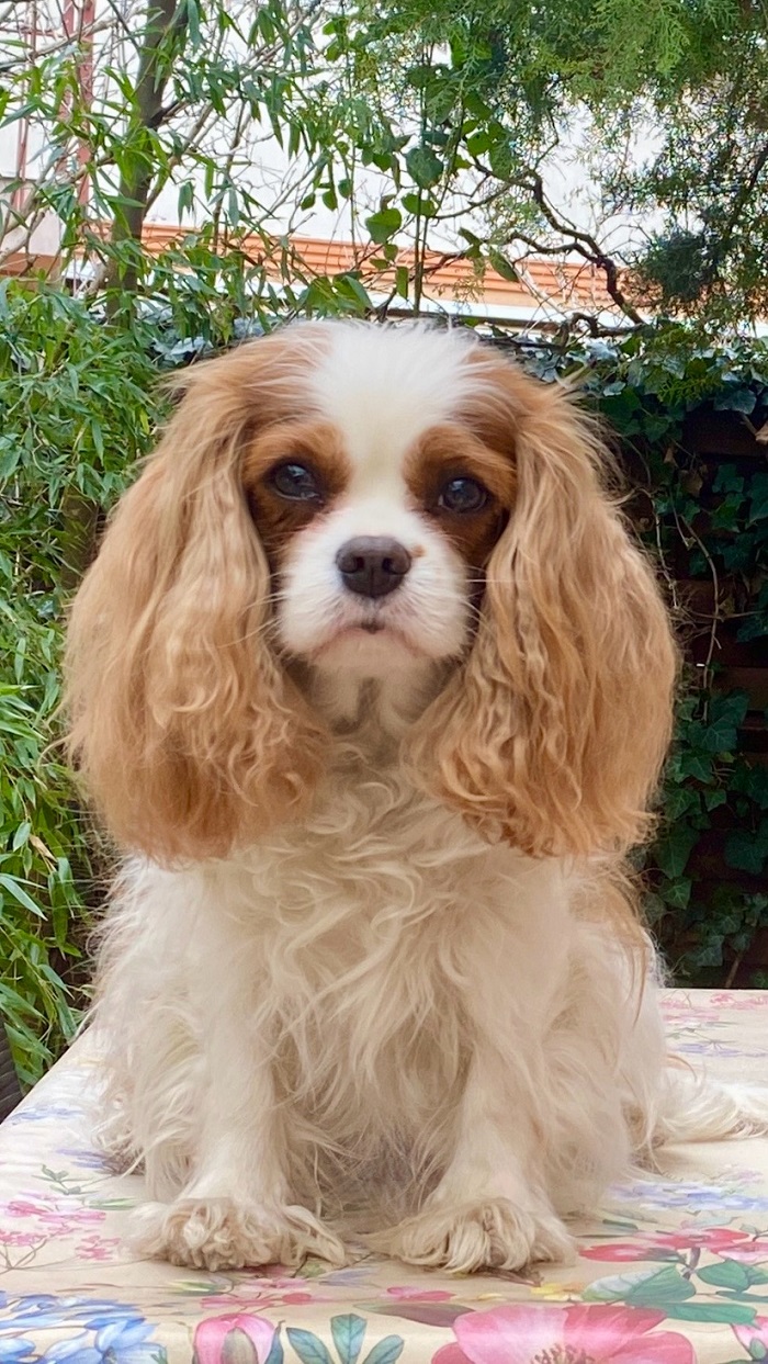 Cavalier King Charles spániel 