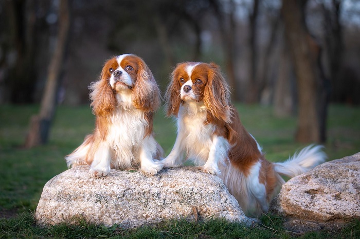 Cavalier King Charles spániel 