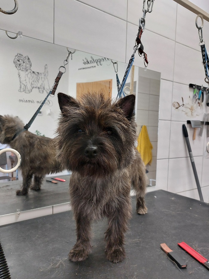 Cairn terrier