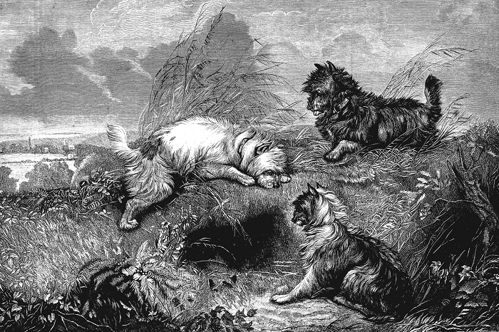 Cairn terrier