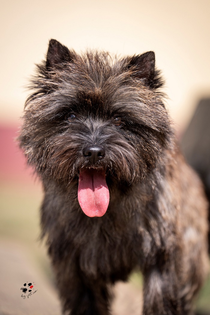 Cairn terrier