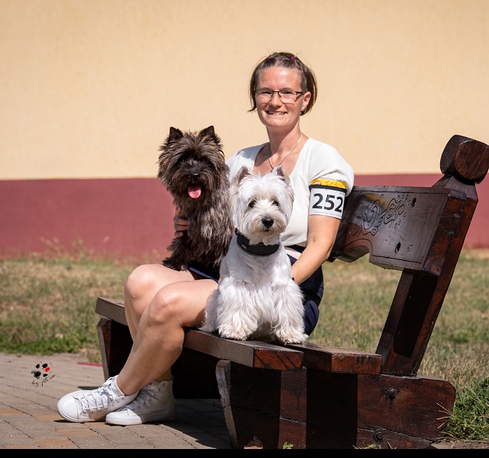 Cairn terrier