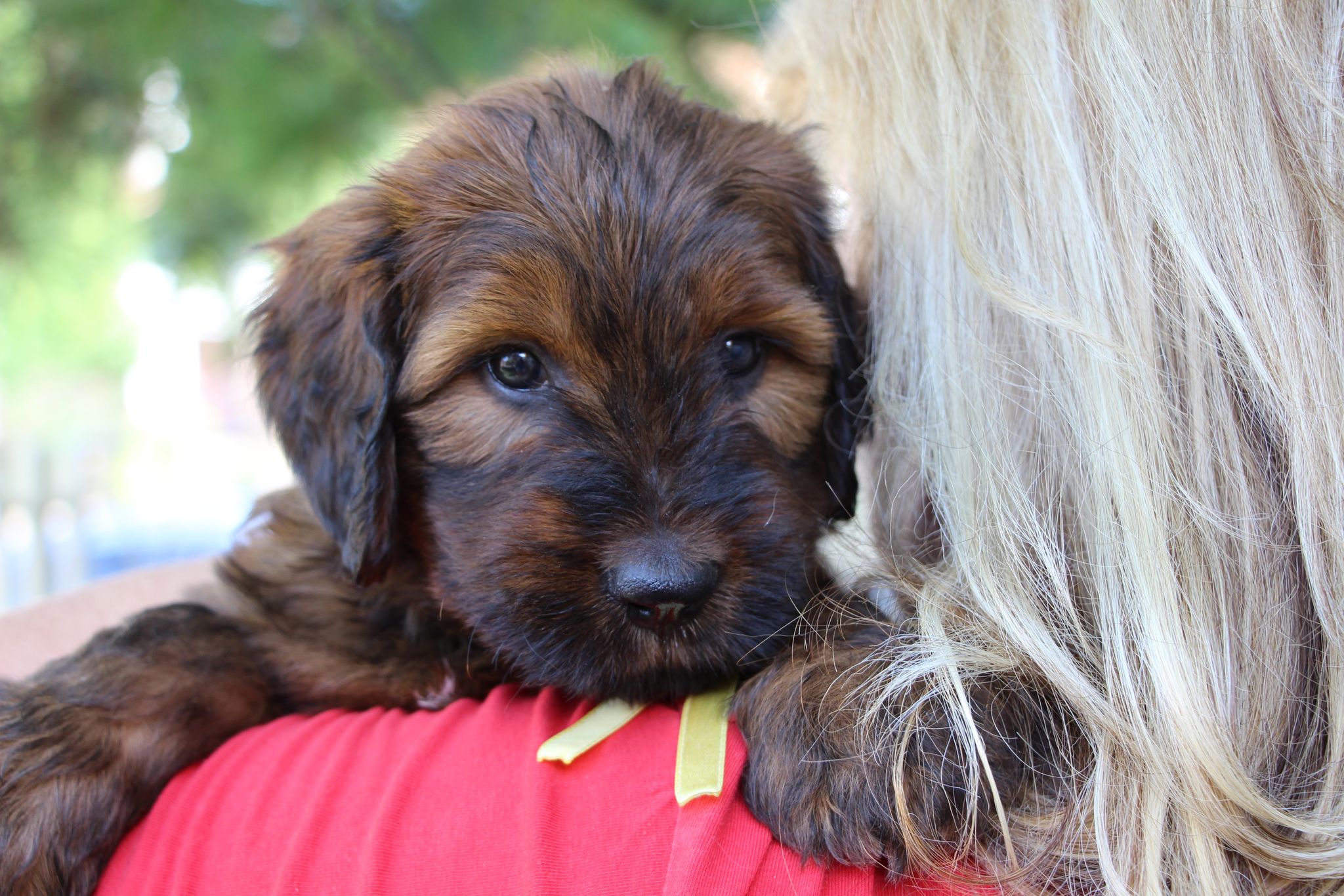 briard