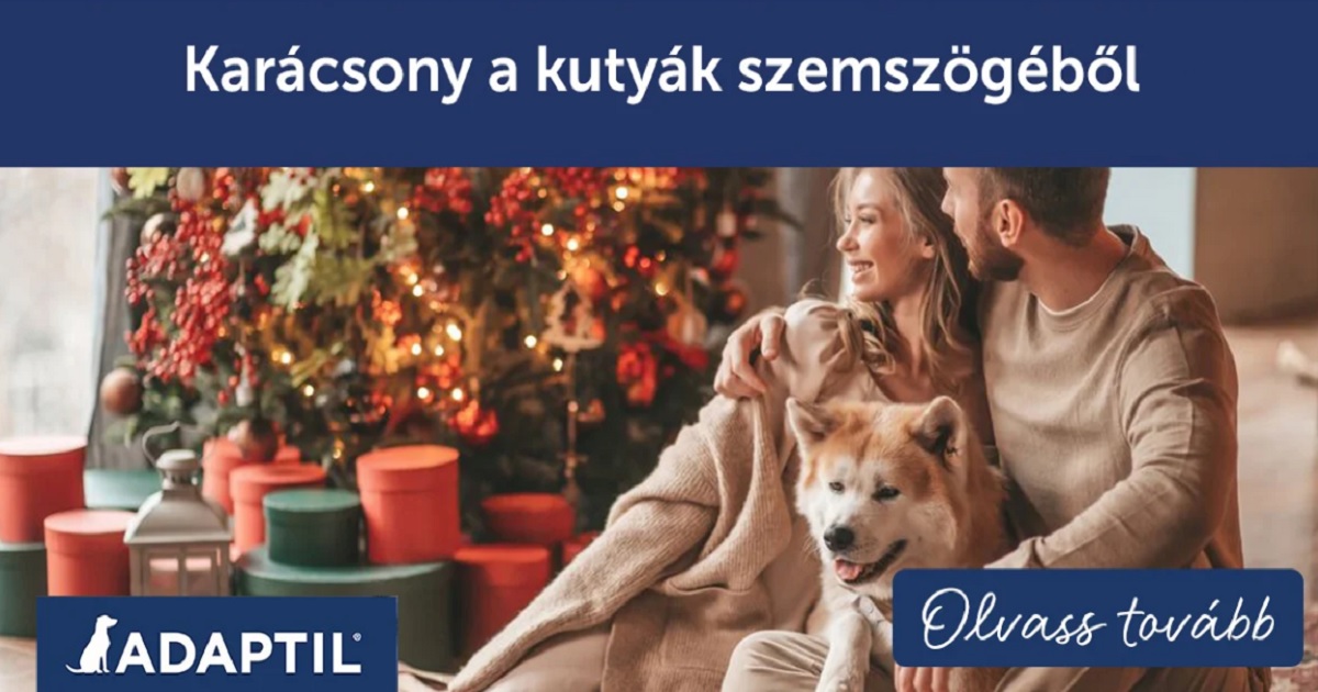 Karácsony a kutyák szemszögéből