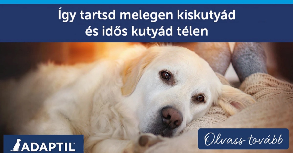 Így tartsd melegen kiskutyád és idős kutyád télen