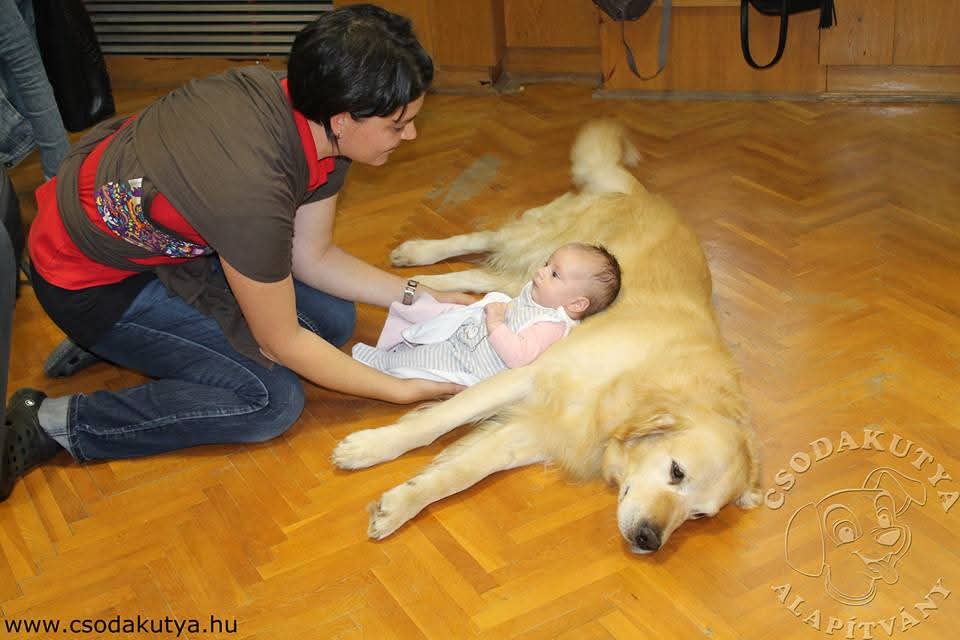 Csodakutya Alapítvány