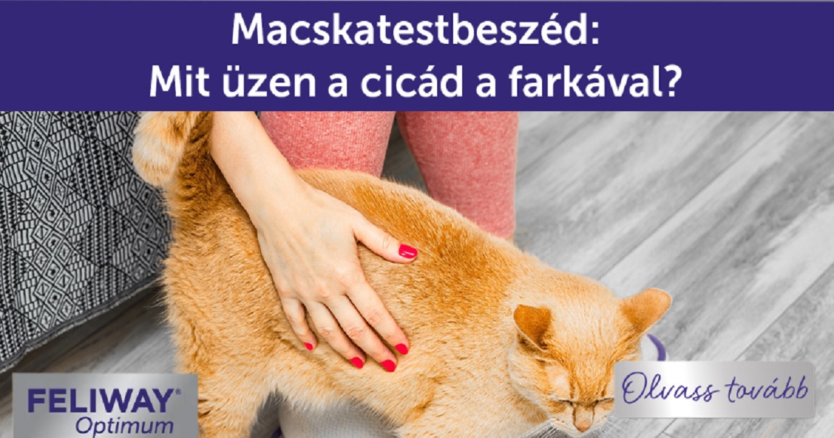 Macskatestbeszéd: